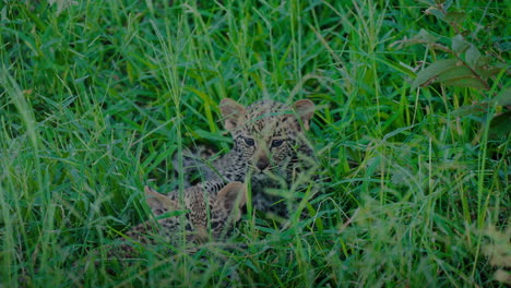 leopard cubs in grass