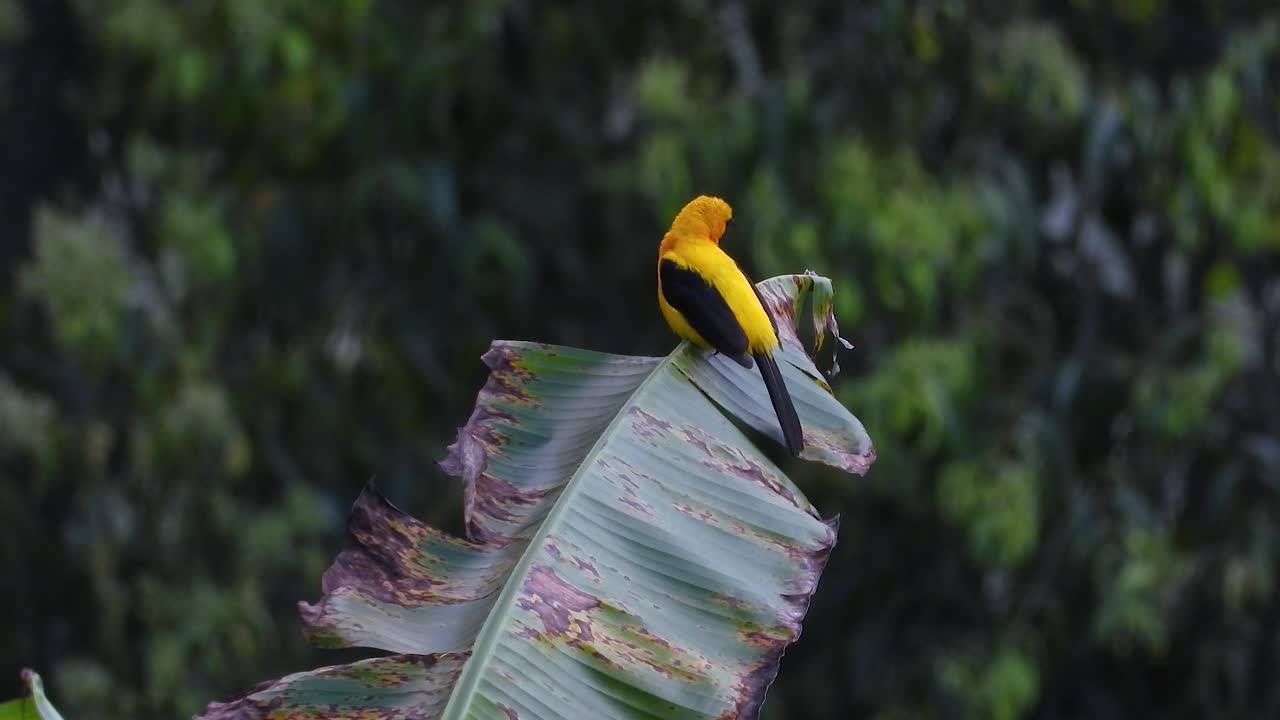 Yellow backed Oriole sits on a banana leaf in a dark dense jungle
