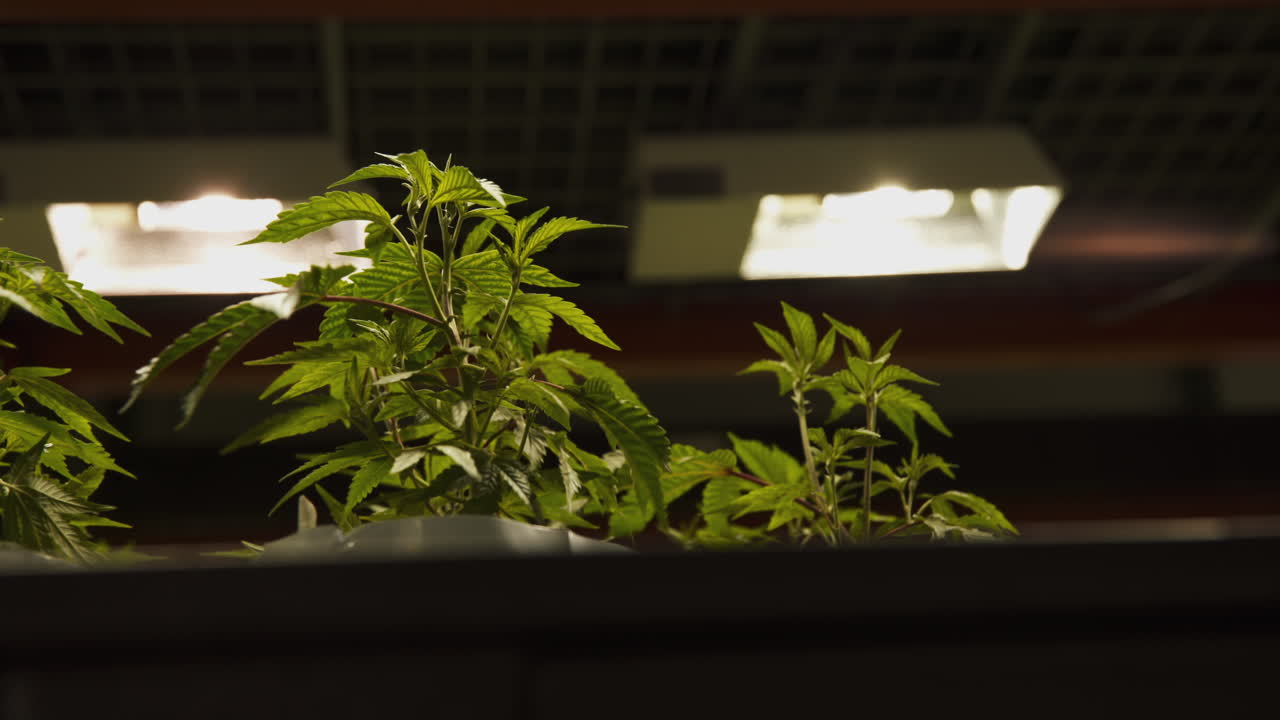 planta de marihuana de cannabis inmadura en una gran operación de cultivo