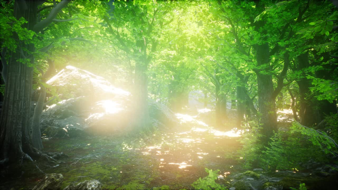 Forest of Beech Trees illuminated by Sunbeams