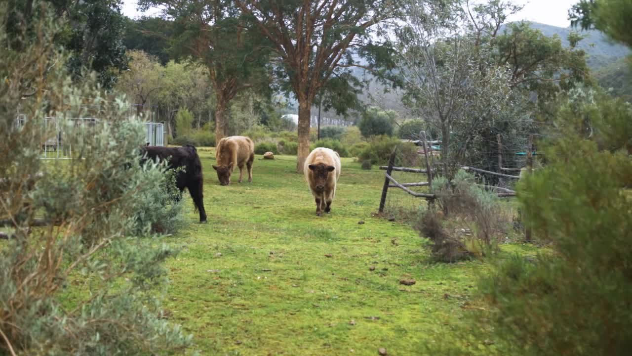 Cena em câmera lenta de uma vaca Highland fofa andando em direção à câmera em uma fazenda