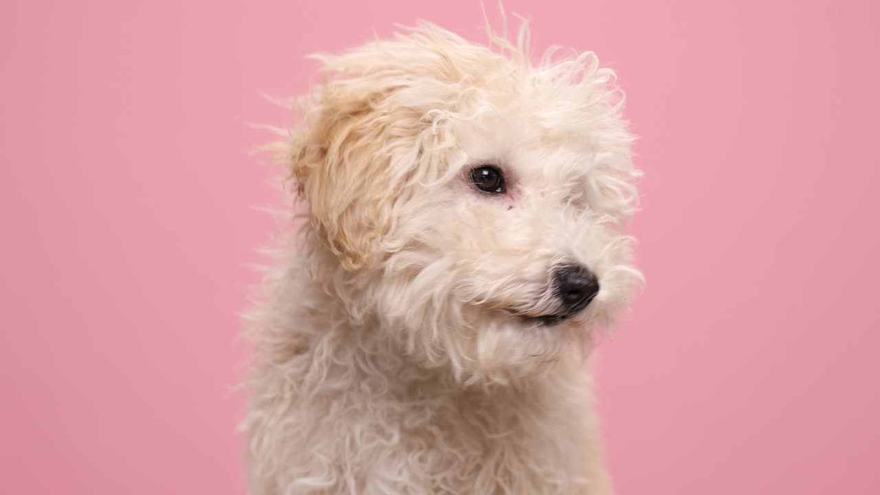 pequeño perro caniche lame su nariz, mirando a su lado y olfateando en fondo rosa