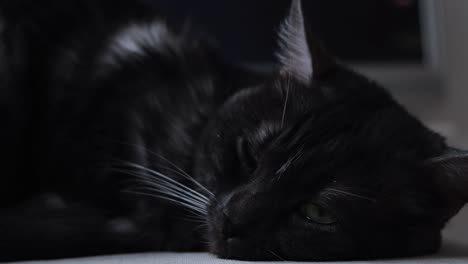 black cat resting