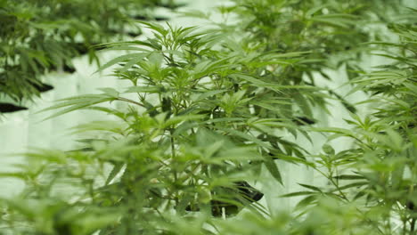 a close up panning shot of small marijuana plants growing in an indoor hydroponic growing operation