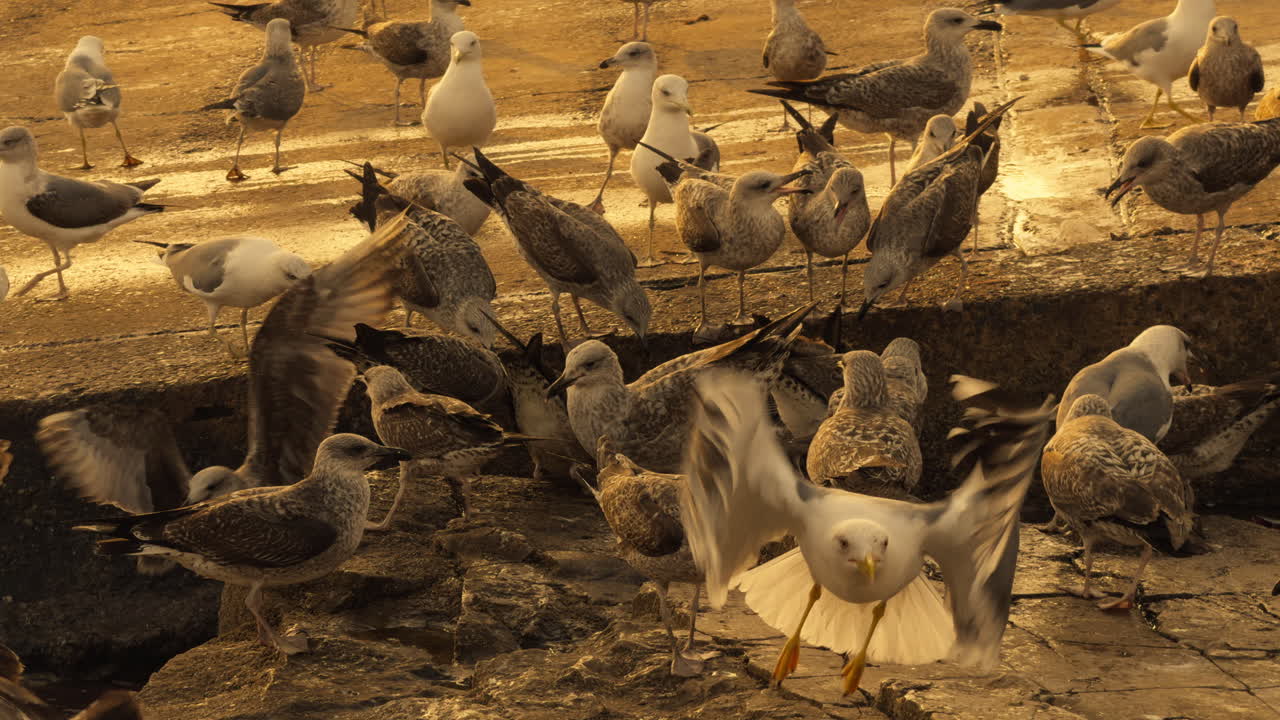Seagulls Feeding on a Pier