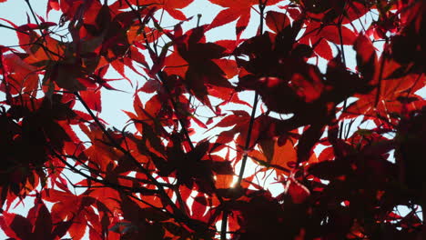 The Sun Shines Through The Leaves Of American Red Maple