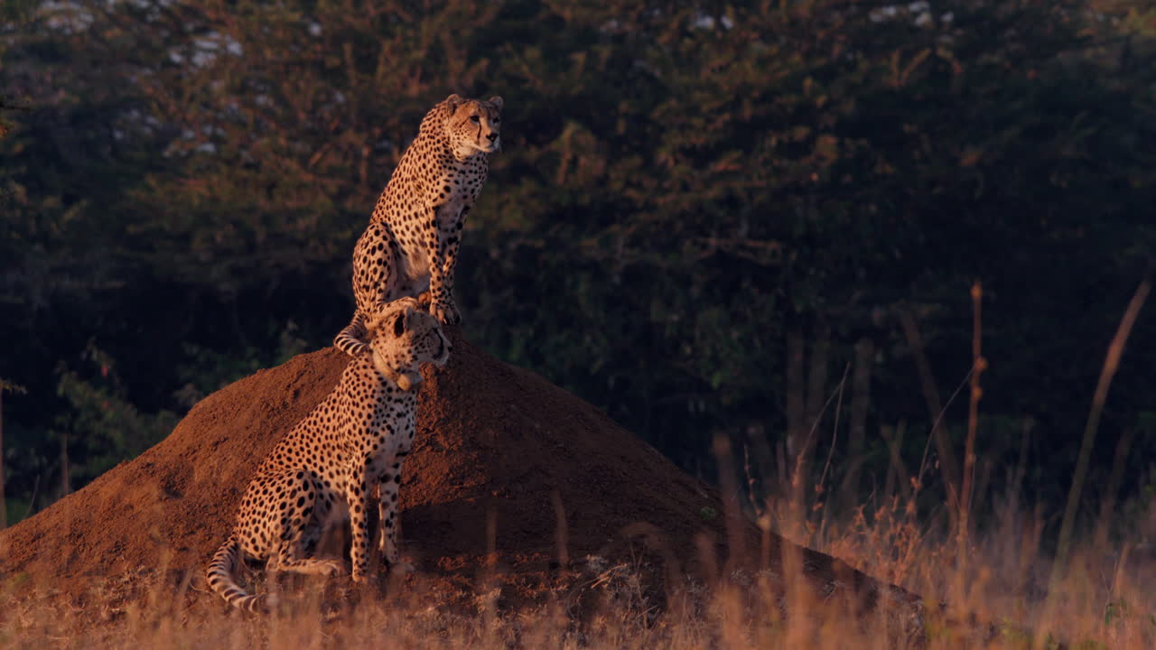 Wide shot of a coalition of cheetahs standing on a mound scanning