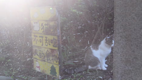 tiro de muñeca de un gato al lado de un letrero