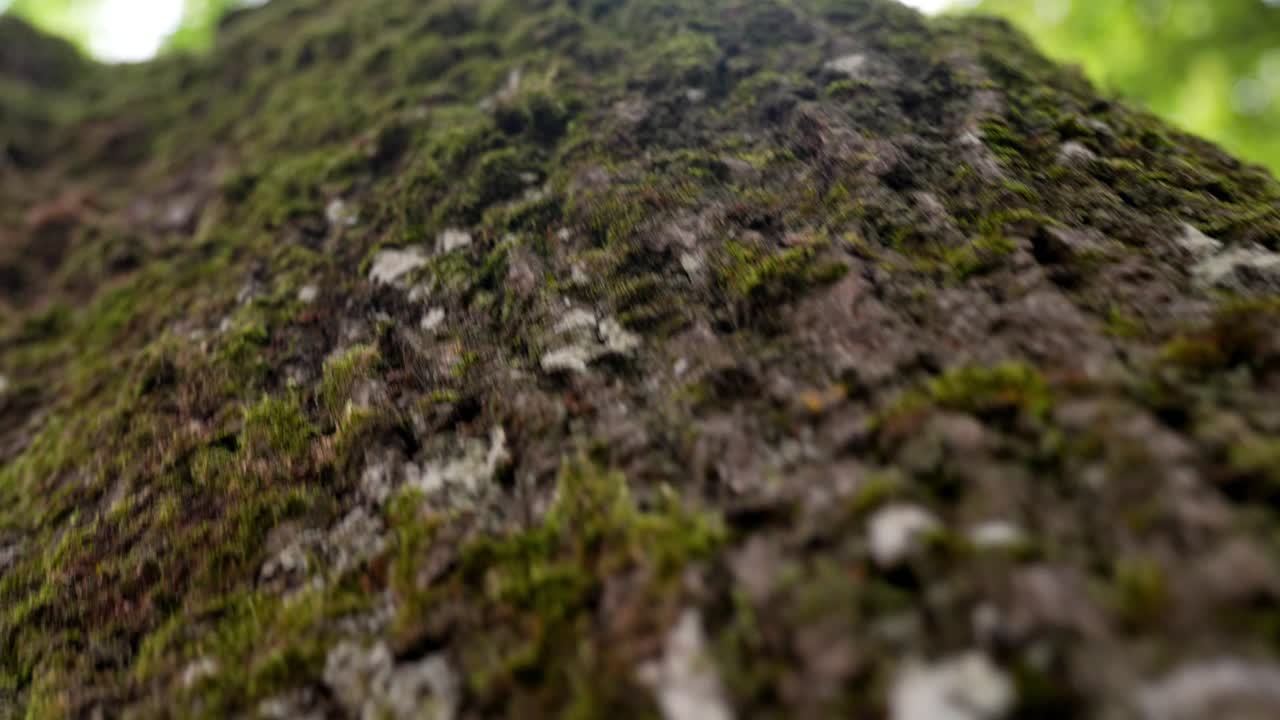 나무 줄기에 있는 녹색 이끼 극단적인 클로즈업, 카메라는 햇빛에 대항하여 이끼 낀 나무 줄기를 따라 아래로 이동