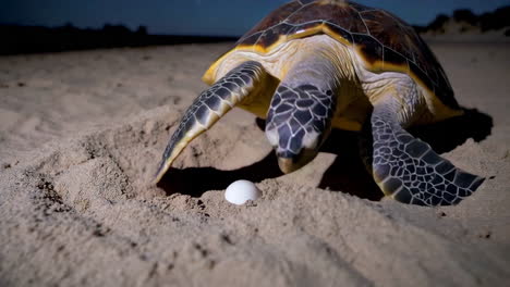 sea turtle nesting under a starry night sky