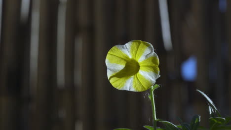 petunia de rayas amarillas y blancas, panorámica a la izquierda con una valla de bambú en el fondo