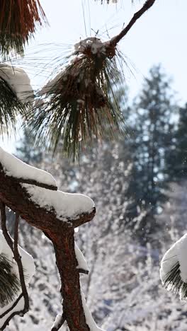 Vertikale-Schneeflocken-In-Zeitlupe-Tanzen-An-Einem-Sonnigen-Tag-Auf-Pulverbedeckten-Kiefern