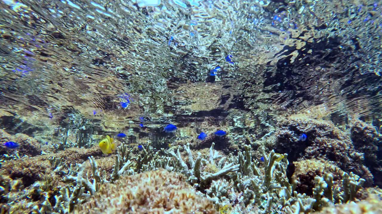 School Of Fish In Clear Ocean. Underwater Shot