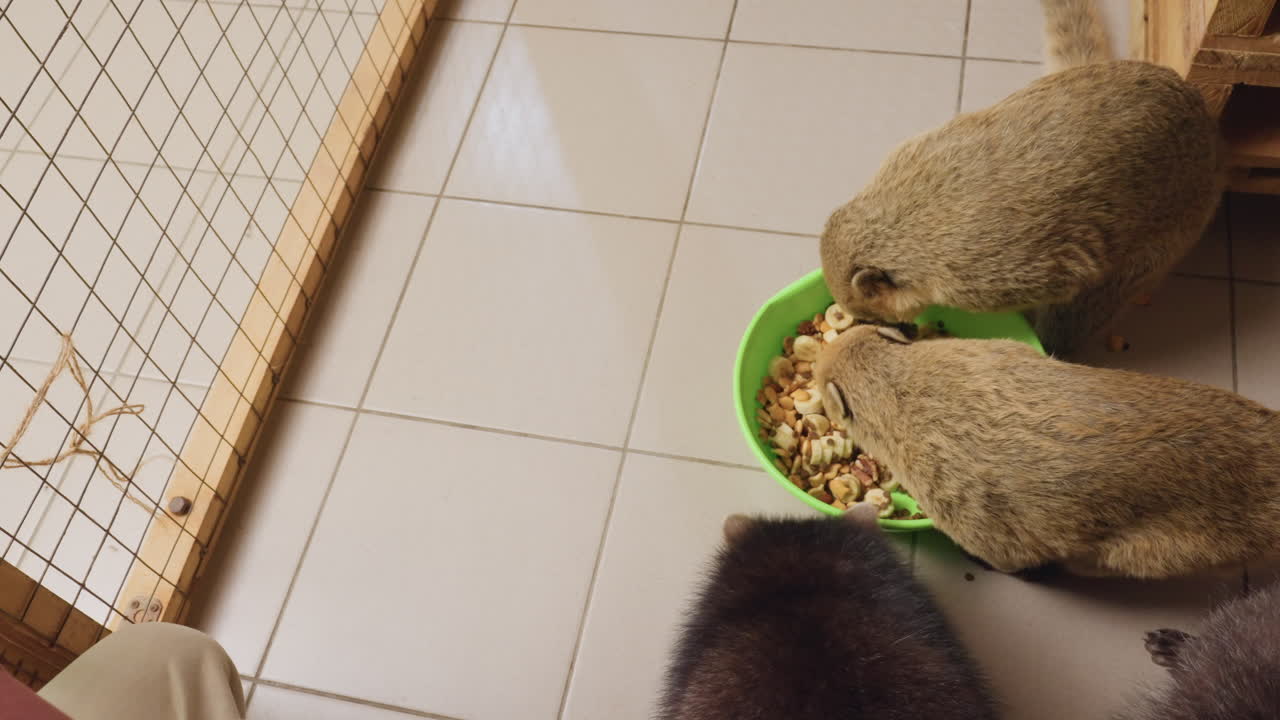 Kaukasische Frau füttert Nasenbären aus einer grünen Schüssel auf gefliestem Boden in der Nähe eines Maschentors, Ansicht von oben, sanfte Hand bietet Snack an, enger, inniger Moment mit verspieltem Schnüffeln, ehrenamtliche Pflege in einer Rettungsumgebung
