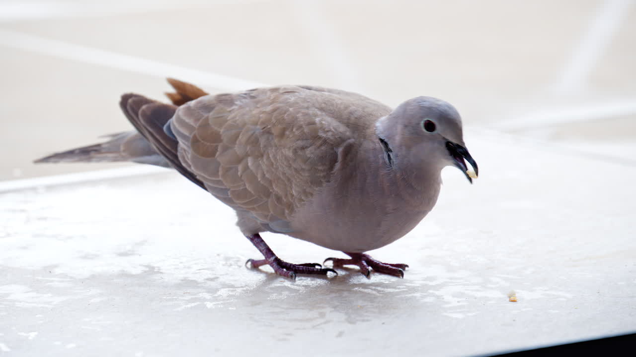 Close up of a dove eating grains off the ground