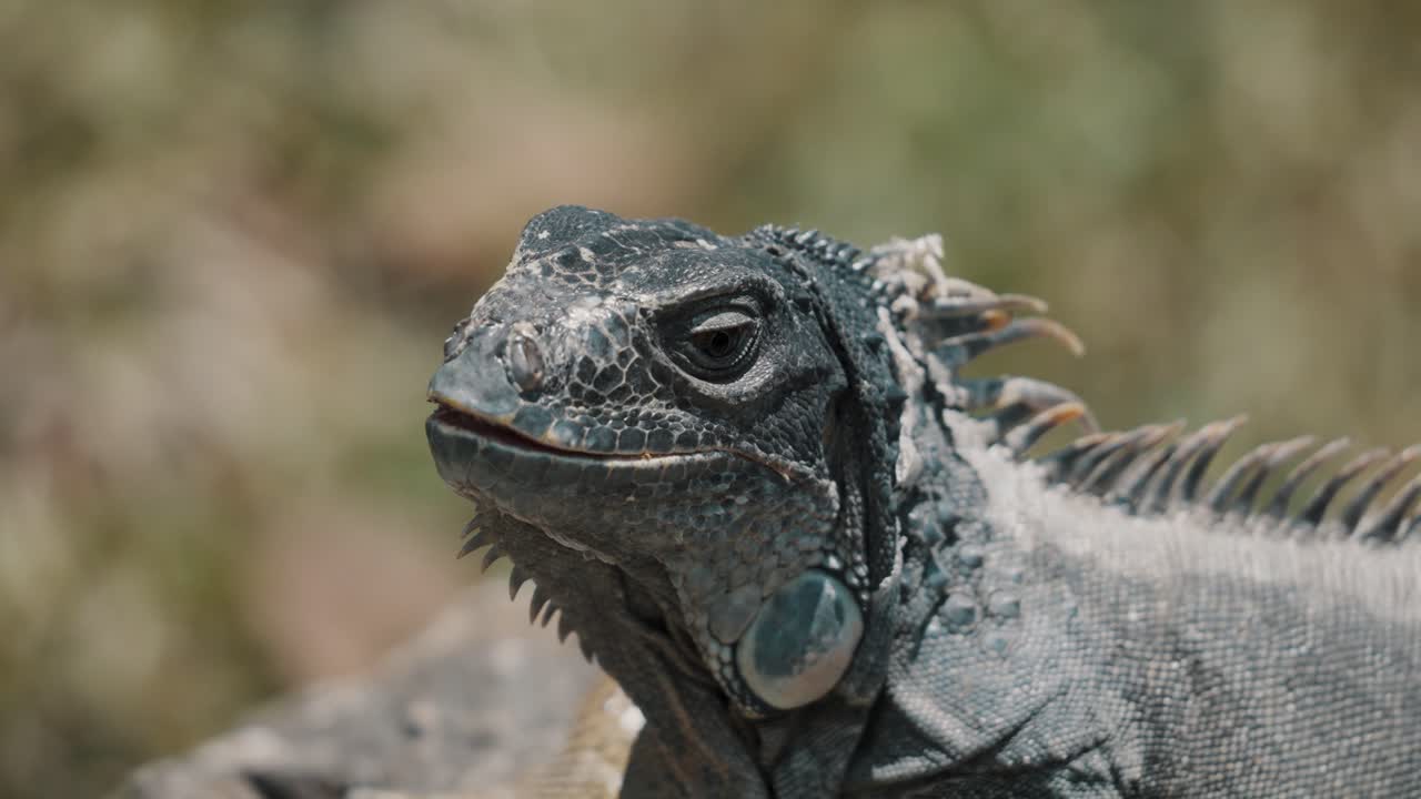 iguana común en la selva tropical del caribe