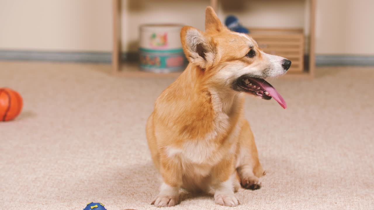 Un Corgi en la sala de estar se sienta junto a los juguetes y sonríe.