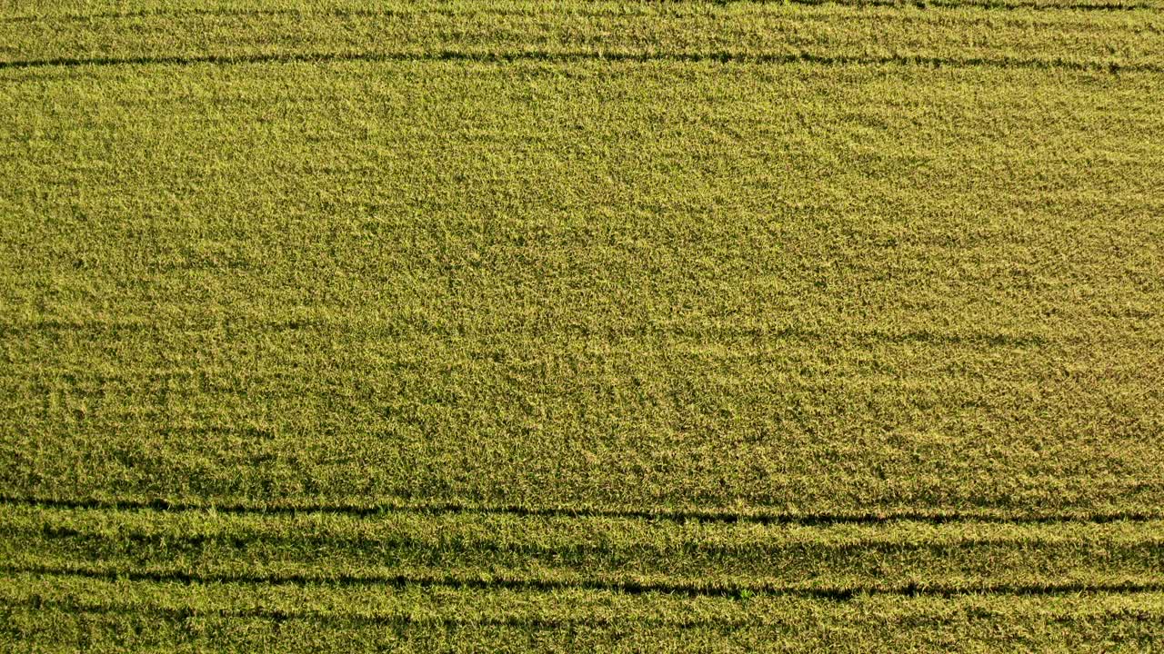 vista de pájaro de los campos de arroz al norte de italia, lombardía