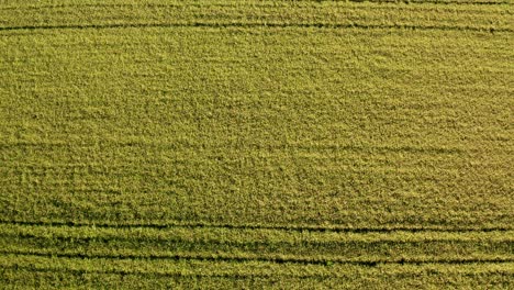 birds eye view of rice fields north of italy,lombardy