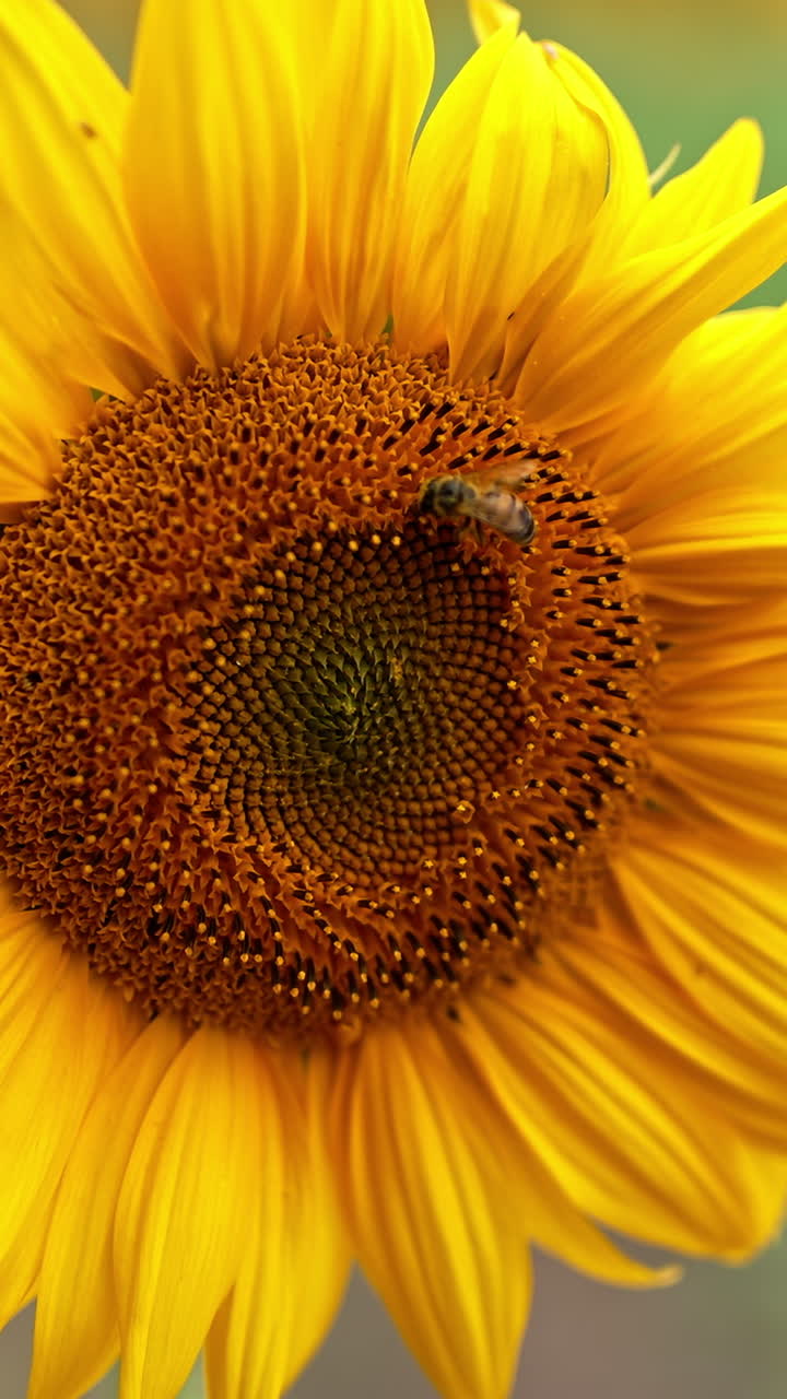 Busy bee moving slowly by the sunflower. Close up. Bee harvesting honey in the sunflower field. Blurred backdrop. Vertical video