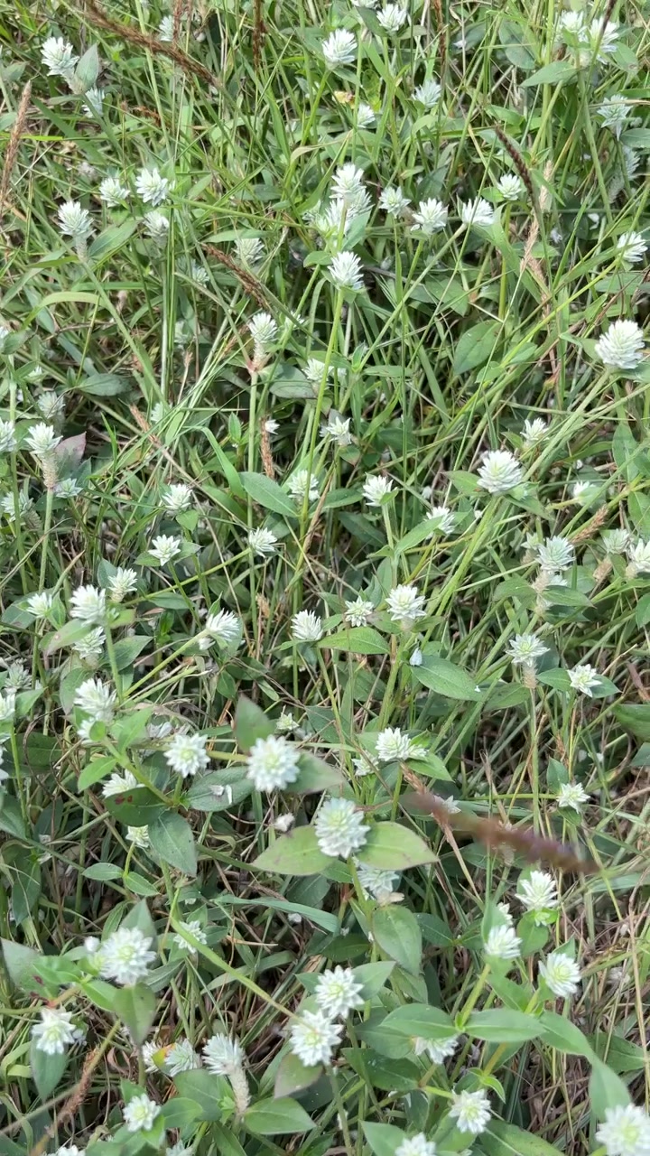 Close-Up View of Small White Wildflowers in a Green Field