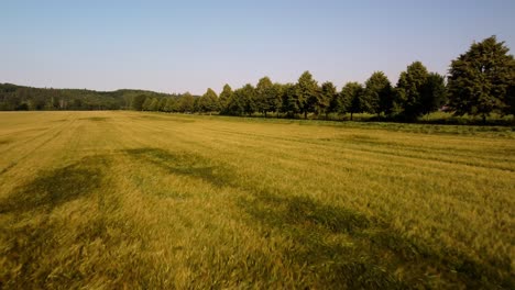 Flying-a-drone-over-a-cornfield-Czech-Republic-4K