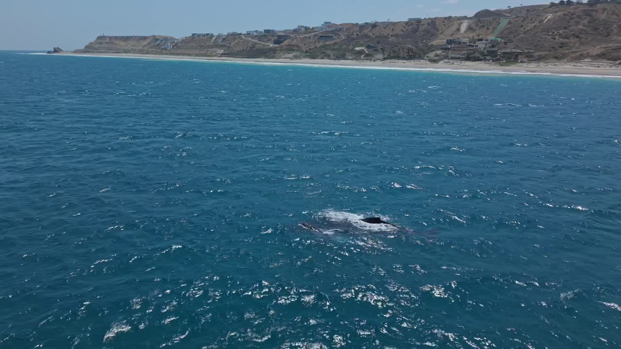 Humpback whale and calf near Ecuador shore in blue ocean waters