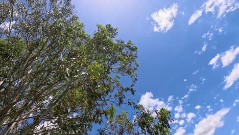 eucalyptus tree branches sway under a clear sky