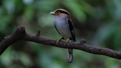 Nahaufnahme-Dieses-Schönen-Vogels,-Wie-Er-Sich-Mit-Futter-Im-Maul-Umschaut-Und-Dann-Wegfliegt,-Silberbrust-Breitschnabel-Serilophus-Lunatus,-Thailand