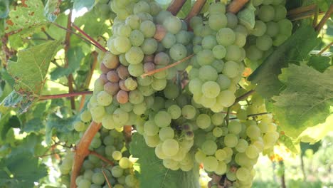 primer plano de un grupo de uvas verdes maduras para el vino en una vid en verano listas para la cosecha en renania-palatinado, alemania