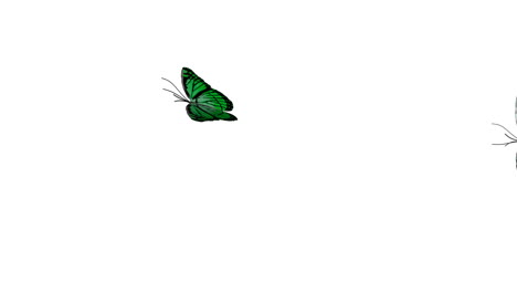 animación de mariposas 4