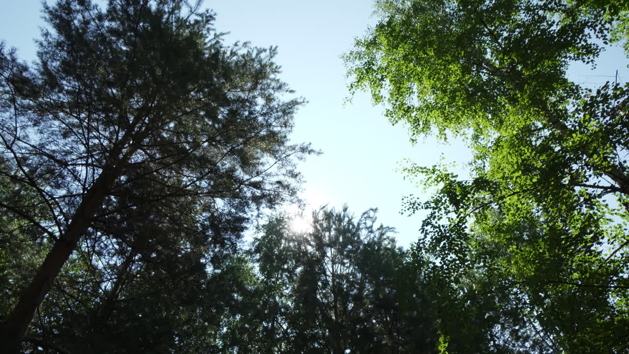 빛 을 받는 숲 의 가노피