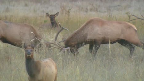 two elk fight in a field