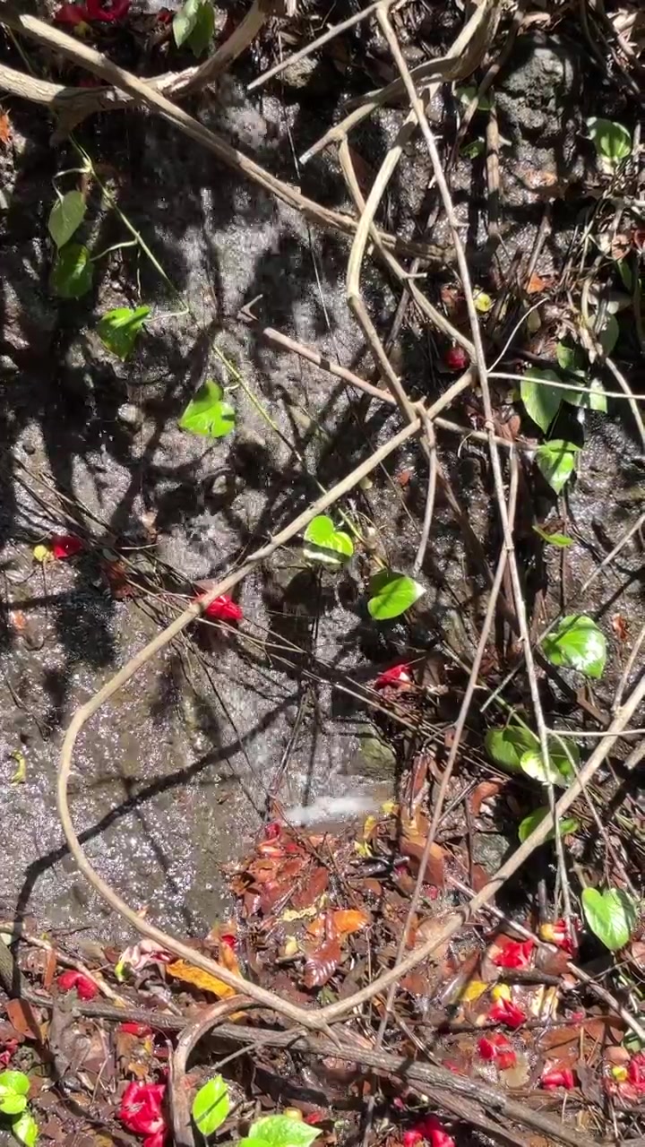Small Natural Spring Flowing Over Rocks and Fallen Leaves