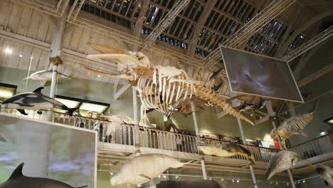 exhibit of large skeleton with video screens