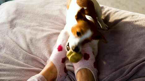 Cute-dog-with-ball-endures-rough-play-from-owner-with-feet