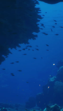 cueva submarina con peces y corales