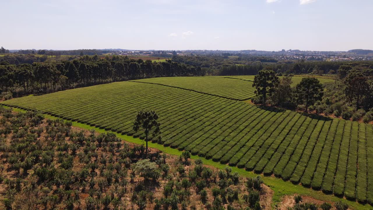 A bird's-eye view offers a panoramic sight of yerba mate and green tea plantations, highlighting the lush and productive landscapes of South American tea cultivation