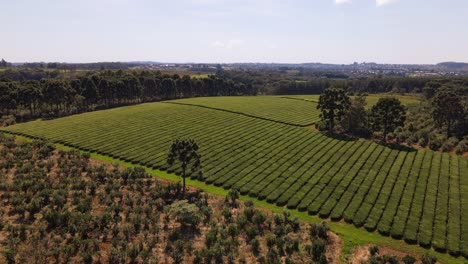 a bird's-eye view offers a panoramic sight of yerba mate and green tea plantations, highlighting the lush and productive landscapes of south american tea cultivation