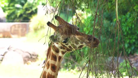 Jirafa,-Gran-Mamífero-Con-Pezuñas-Africanas,-El-Animal-Terrestre-Vivo-Más-Alto-Y-El-Rumiante-Más-Grande,-Explorando-Plantas-Leñosas,-Primer-Plano-De-La-Cabeza