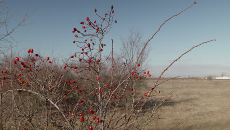 Roseip-Busch-Im-Starken-Winterwind