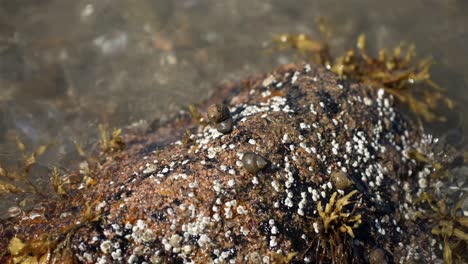 snails latched on to barnacle covered rock in tide pool area with kelp bunches