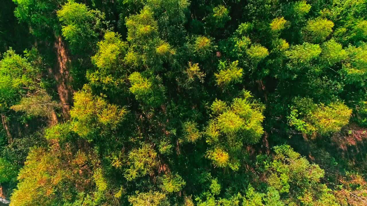 снимок с высоты птичьего полета над ярким зеленым лесом