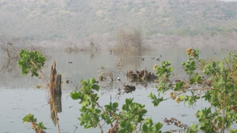 lonar lake ecosystem and migratory birds, maharashtra, india