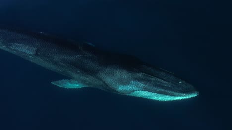 una gran ballena de aleta con una gran cicatriz en su lado derecho navega por un dron de documentación en condiciones tranquilas del océano pacífico frente a la costa del sur de california.