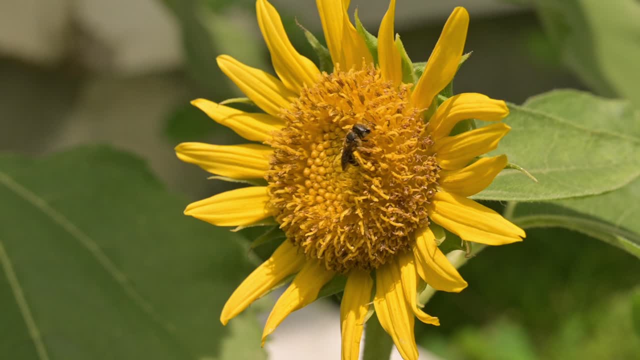 Ape Lasioglossum che raccoglie polline su un girasole in una luminosa giornata di sole macro.