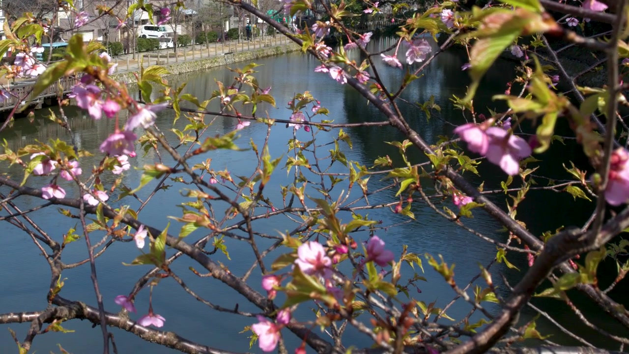 Close-up shot of pink sakura branches swaying gently over a blue river in bright sunlight