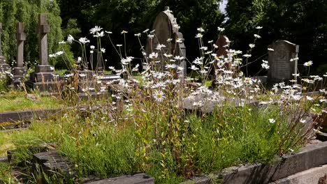 황소 눈 사탕수수, leucanthemum vulgare, 오래된 무덤에서 자라는