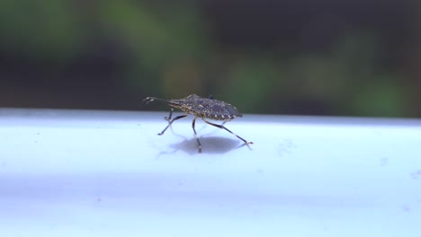 En-La-Tarde-Del-Verano-Japones,-Muchos-Insectos-Salen-En-Busca-De-Comida,-En-Parques-Y-Lugares-Naturales-Son-Muy-Faciles-De-Ver