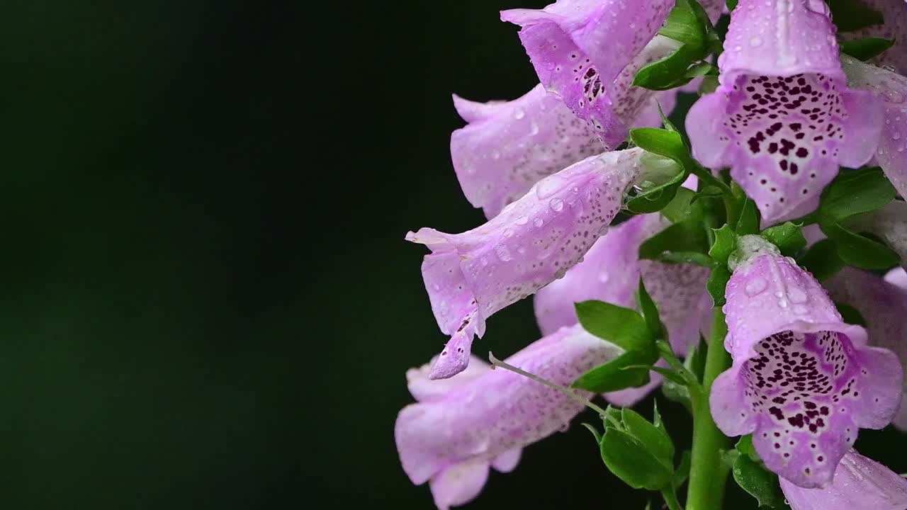 Sebuah studi makro profesional mengeksplorasi arsitektur kompleks tangkai bunga Foxglove Ungu saat menahan hujan gunung yang deras dan terus-menerus